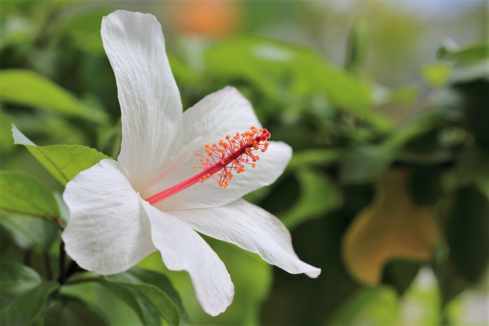 ヒビスクス・アーノッティアヌス