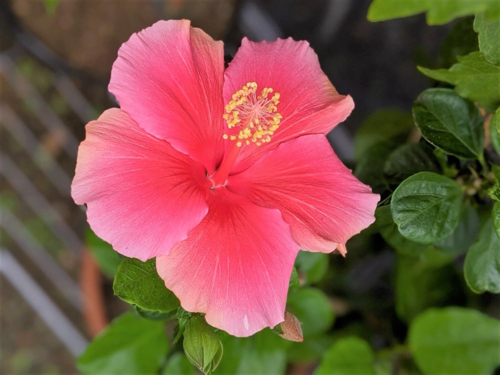 ハイビスカスの種類 品種や色の一覧 花の咲き方は Greensnap グリーンスナップ