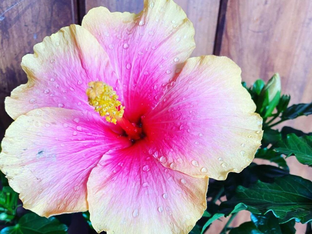 ハイビスカス　ミセスユミ