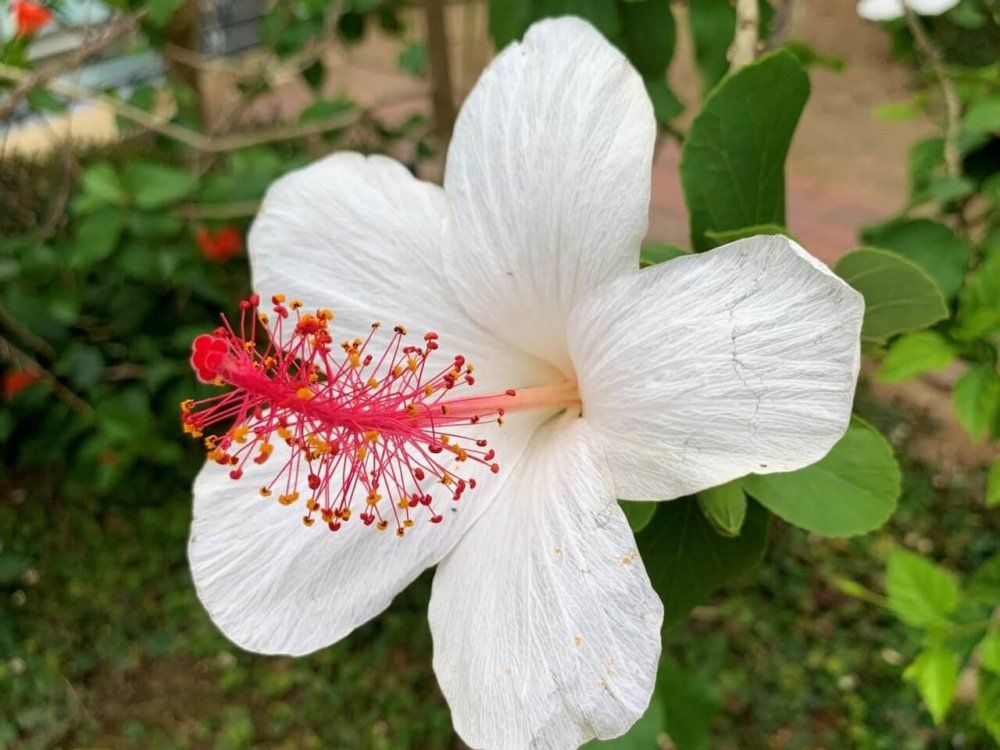 ハイビスカス　ワイメアエ