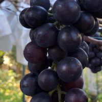 ぶどう(葡萄)の栄養｜効果・効能や選び方、旬の時期や保存方法は？の画像
