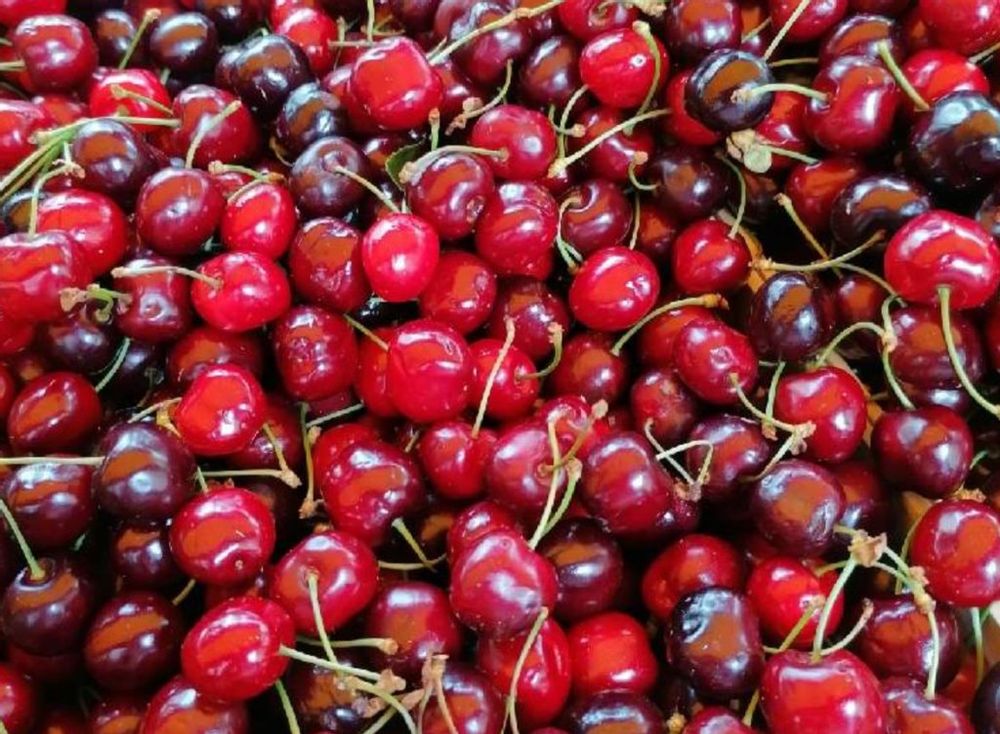 さくらんぼ　赤い実