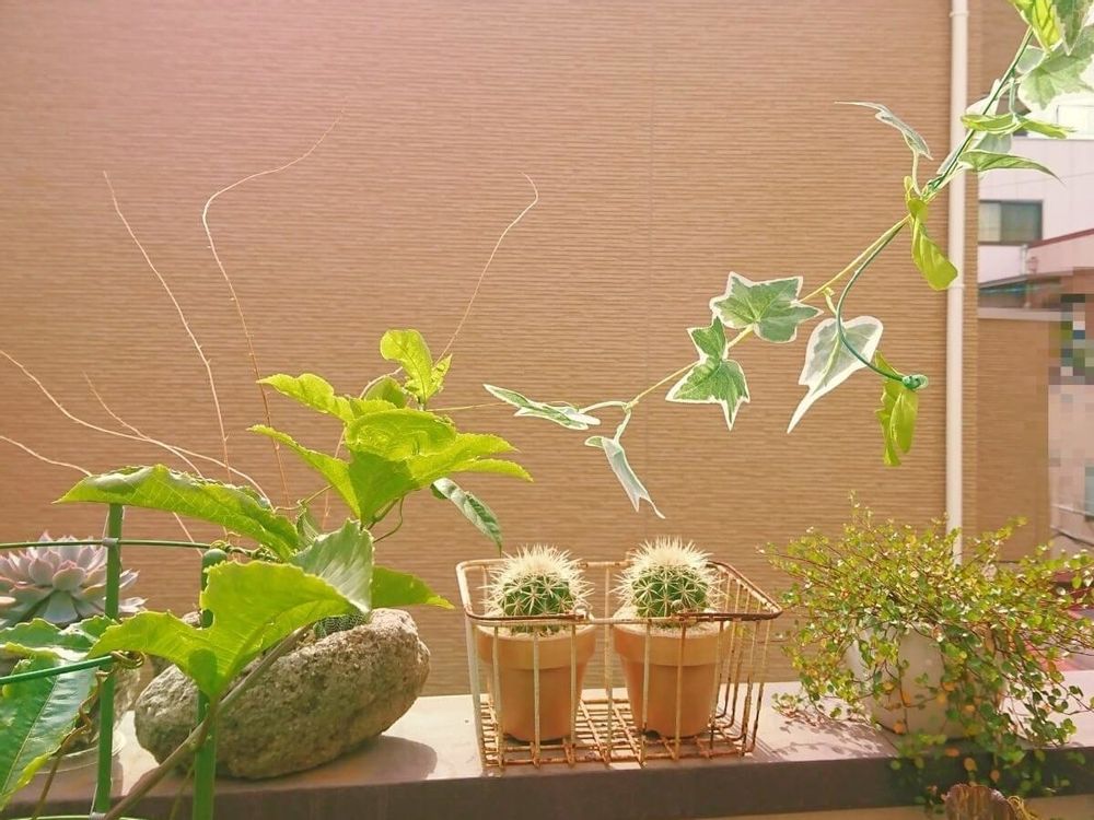 フェイクグリーン