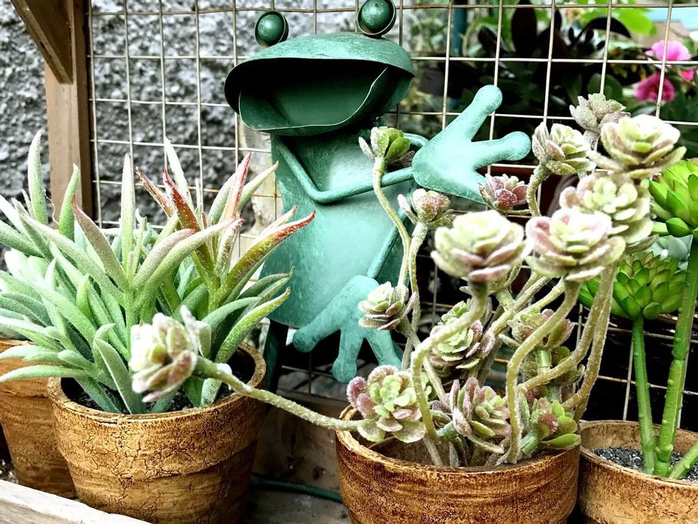 フェイクグリーン　多肉