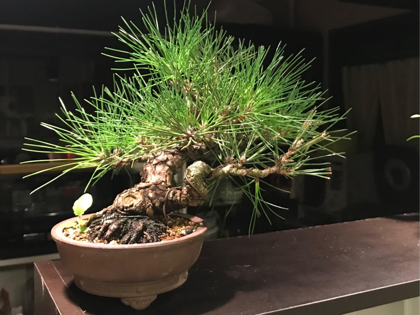 黒松盆栽の仕立て方｜枯れない植え替えのコツは？剪定や芽摘みの時期は