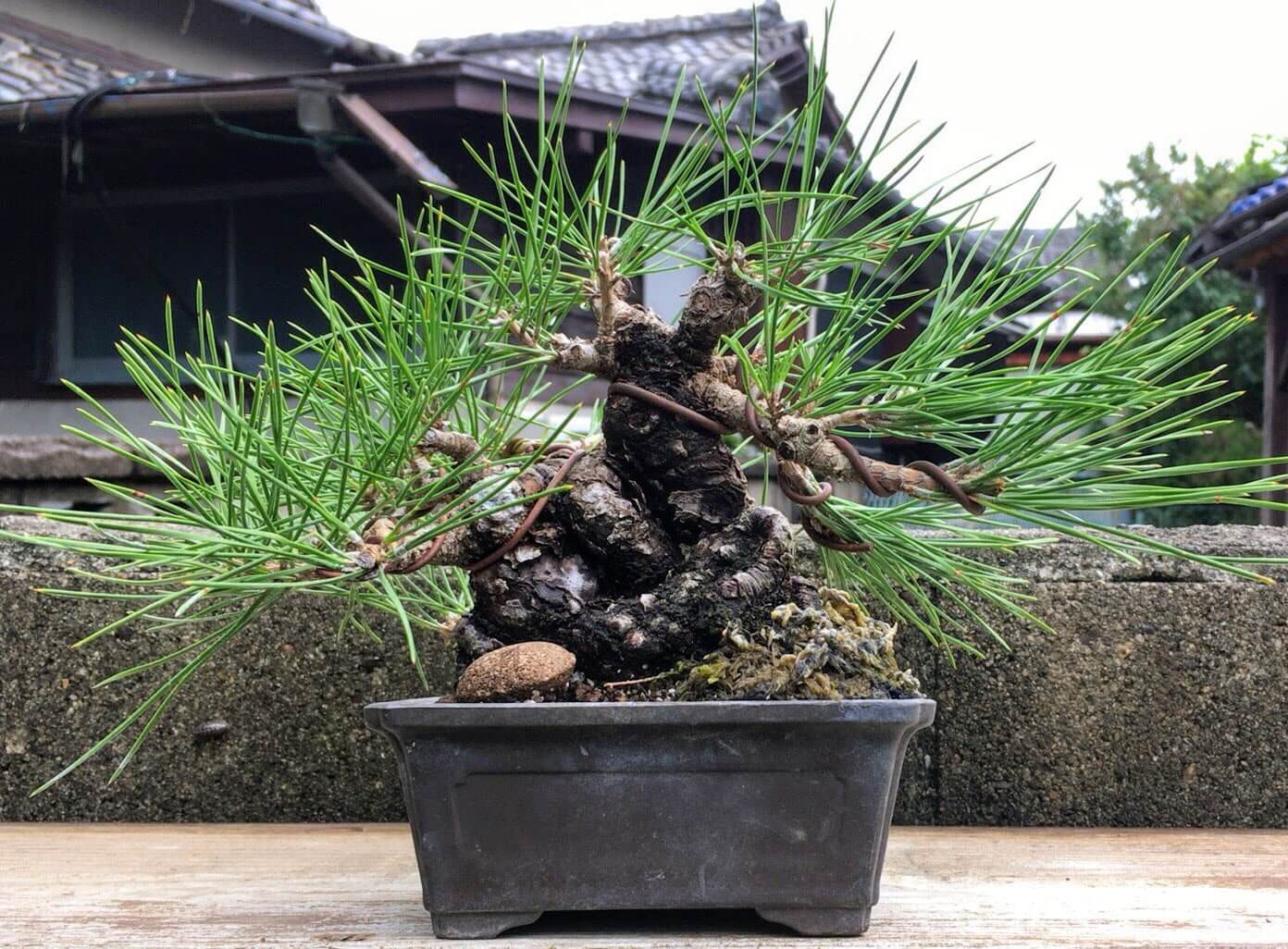 黒松 盆栽 松 盆栽鉢 - 植物/観葉植物