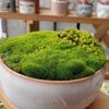 苔盆栽の作り方｜育て方は難しい？水やりや植え替えのやり方は？の画像