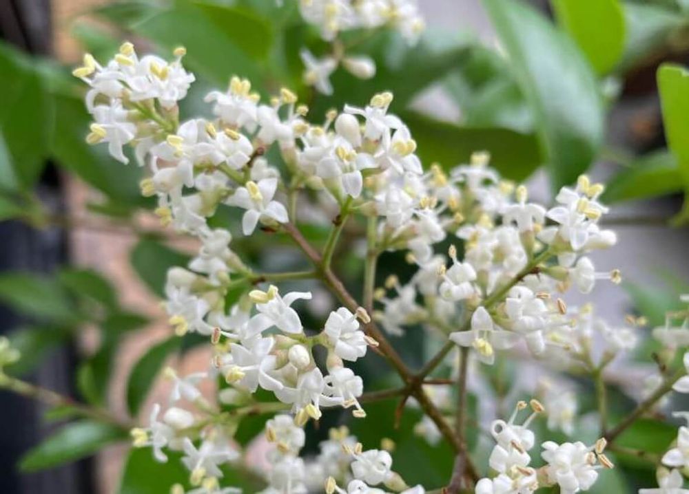 グレープフルーツの花