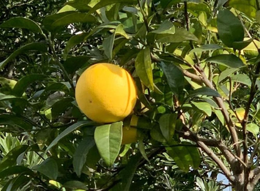 グレープフルーツ