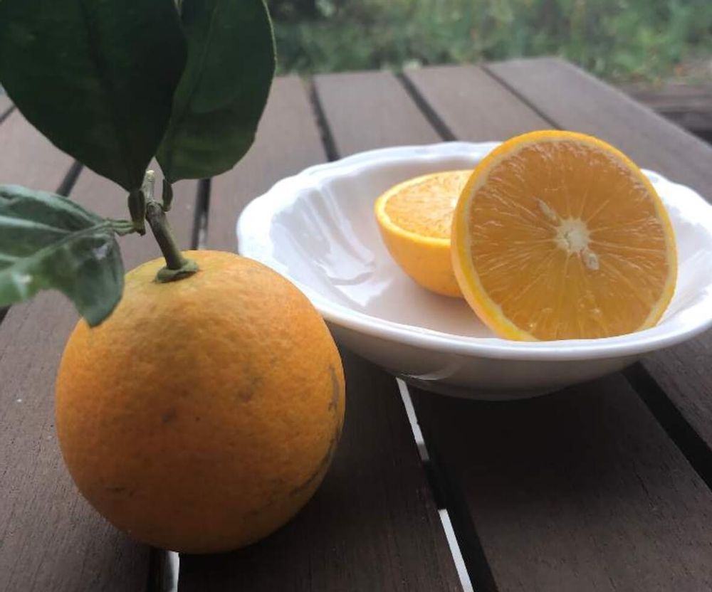 グレープフルーツ