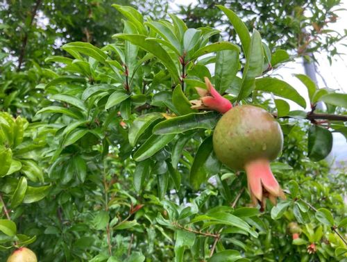 ザクロの栄養 効果 効能や保存方法 旬の時期や選び方は Greensnap グリーンスナップ