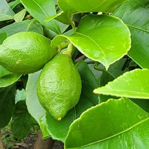 レモンの栄養 効果 効能や旬の時期 選び方や保存方法は Greensnap グリーンスナップ