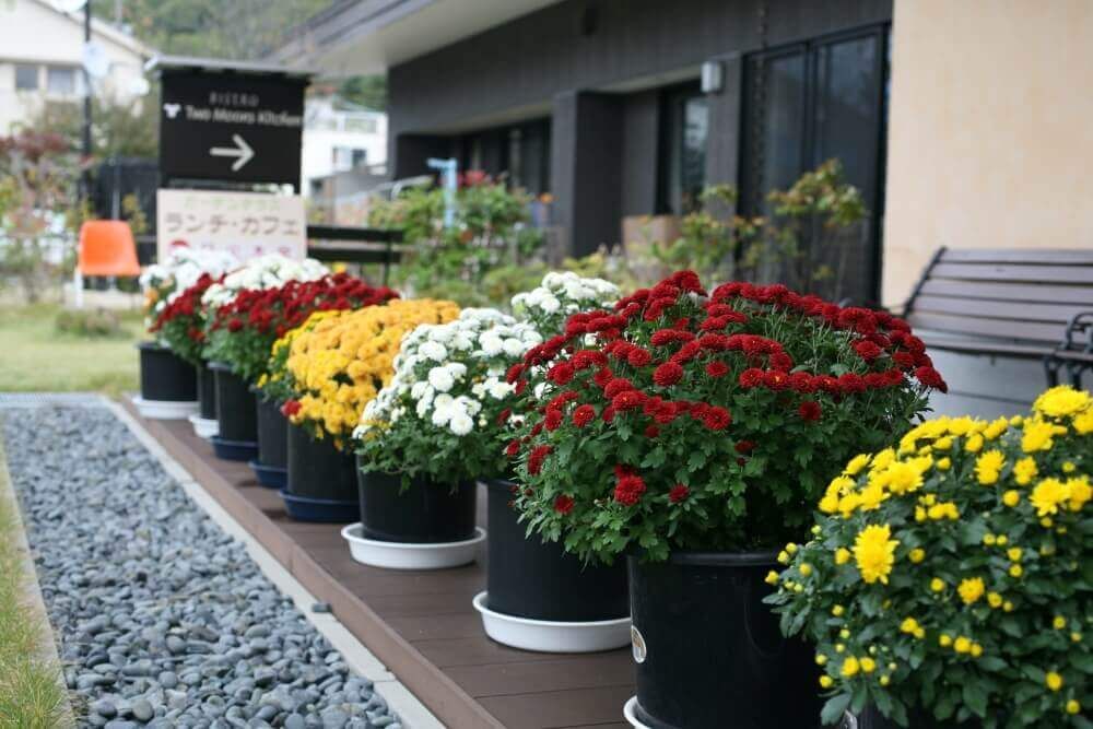 クッションマム