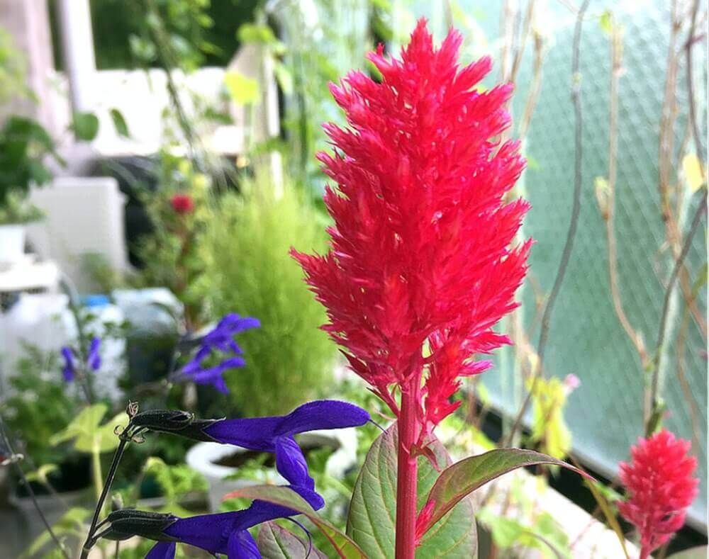 ケイトウ　チャイナタウン