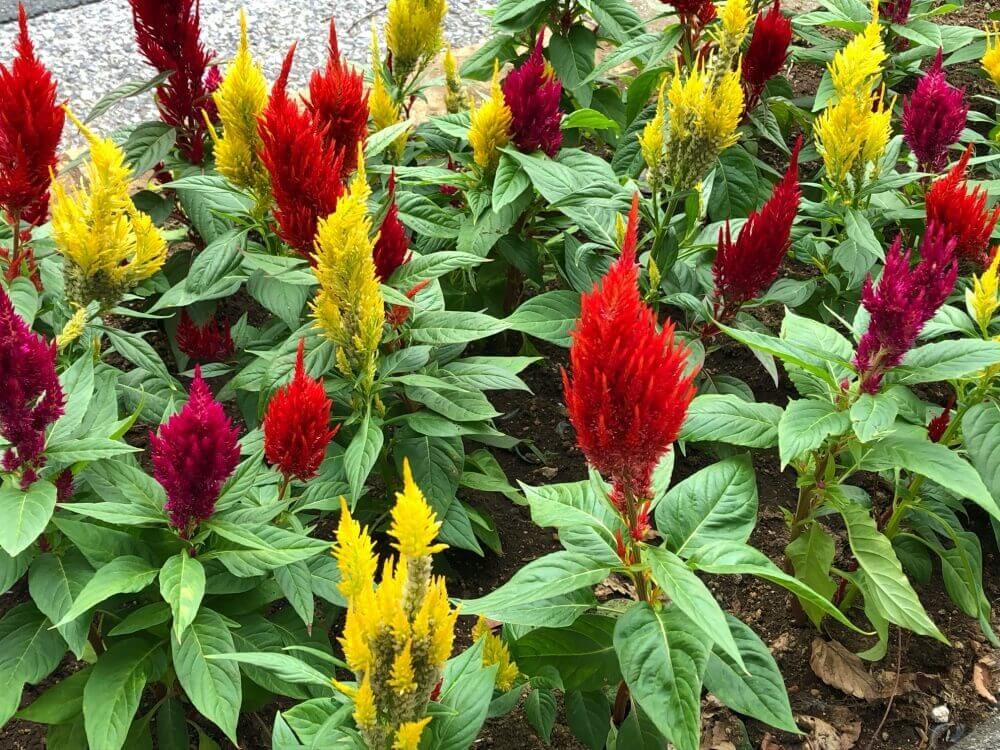 ケイトウ　寄せ植え