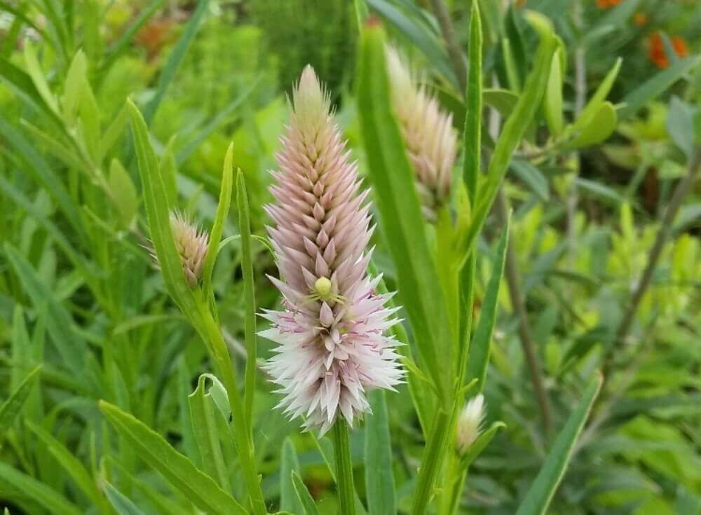 ケイトウ　シャロン