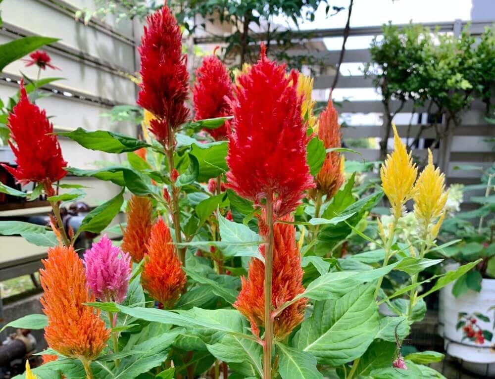 ケイトウ　寄せ植え