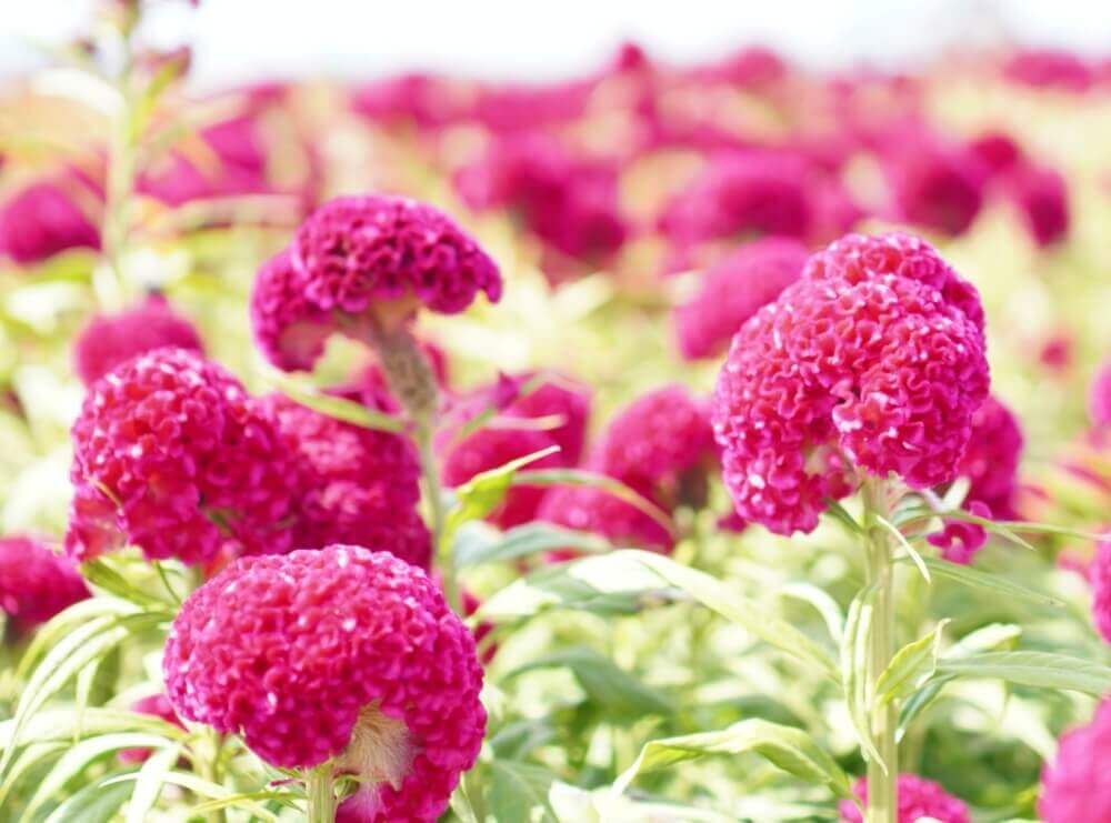 久留米ゲイトウ