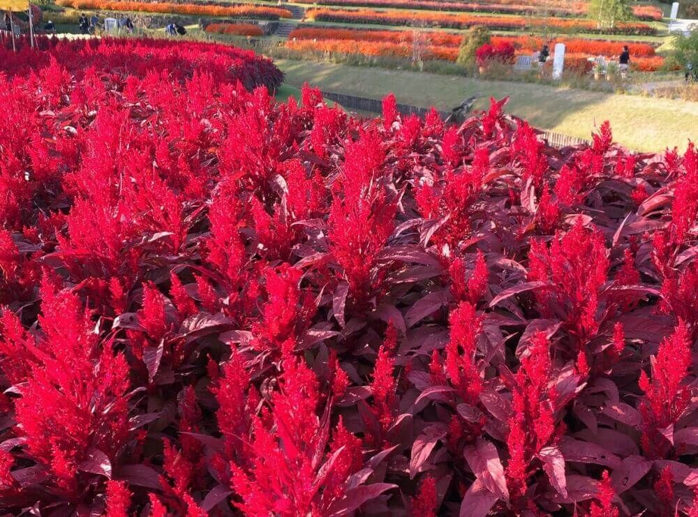 ケイトウ　レッドクリフ