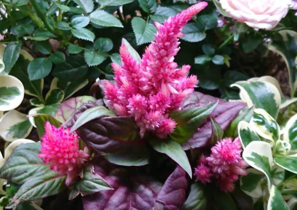 ケイトウ　スマートルック