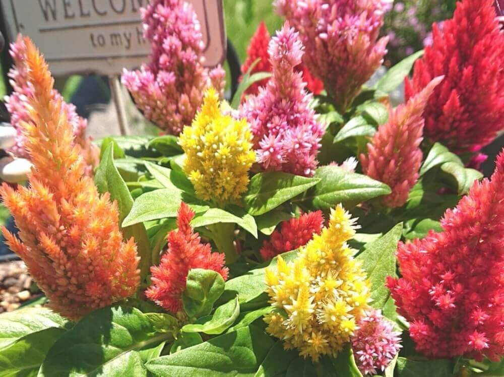 ケイトウ　寄せ植え