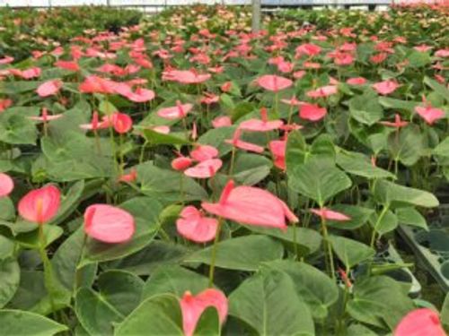 アンスリウムの植え替え 時期や方法 どんな土を使えばいいの Greensnap グリーンスナップ アンスリウムの植え替え 時期や方法 どんな土を使えばいいの Greensnap グリーンスナップ