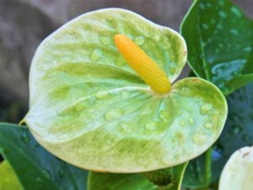 アンスリウムの植え替え 時期や方法 どんな土を使えばいいの Greensnap グリーンスナップ アンスリウムの植え替え 時期や方法 どんな土を使えばいいの Greensnap グリーンスナップ