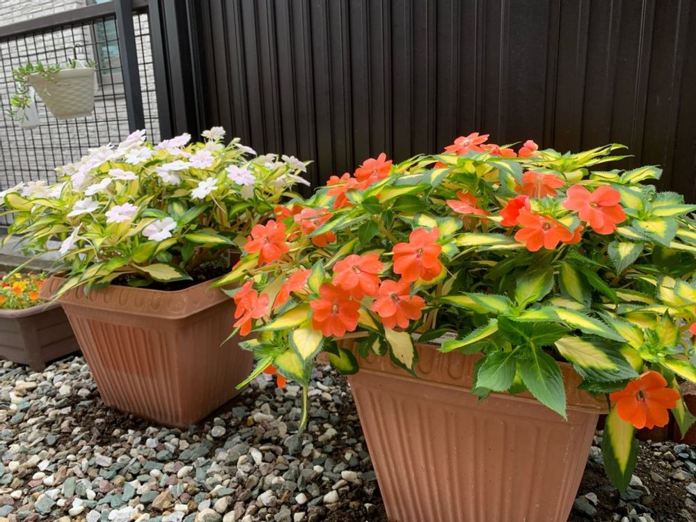 サンパチェンス　鉢植え　朱色の花　薄紫色の花