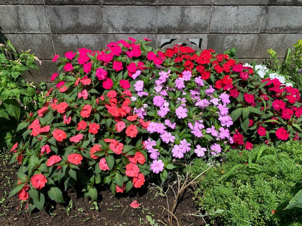 サンパチェンス　地植え　赤い花