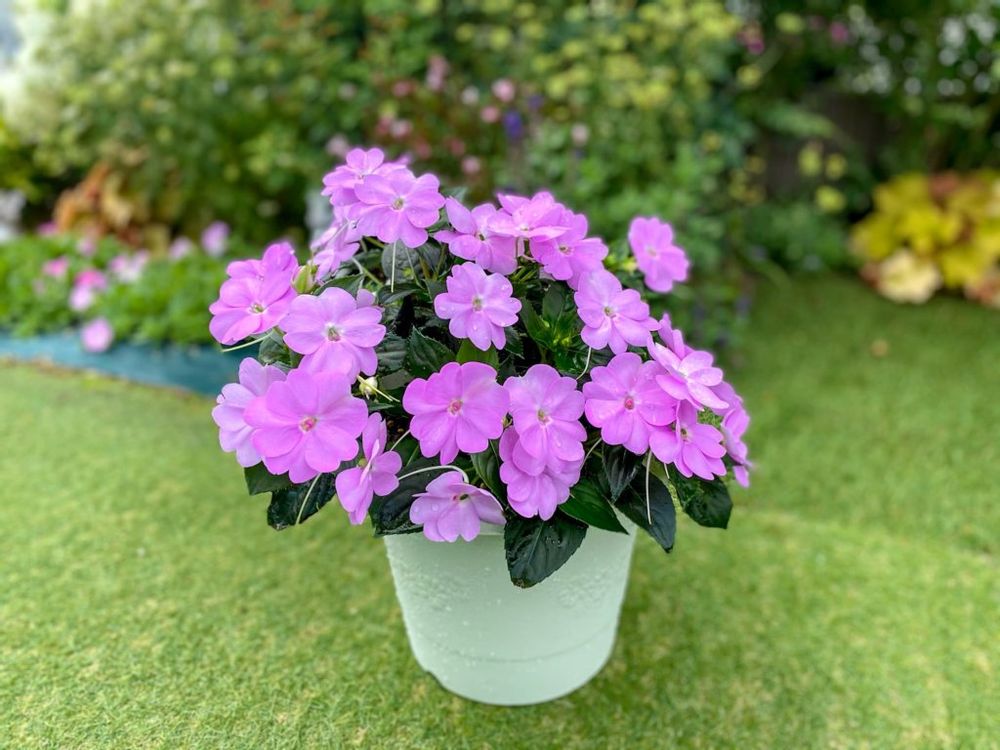 サンパチェンス　ピンク色の花　鉢植え