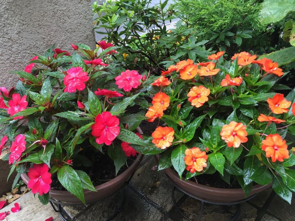 サンパチェンス　鉢植え　赤い花　オレンジ色の花