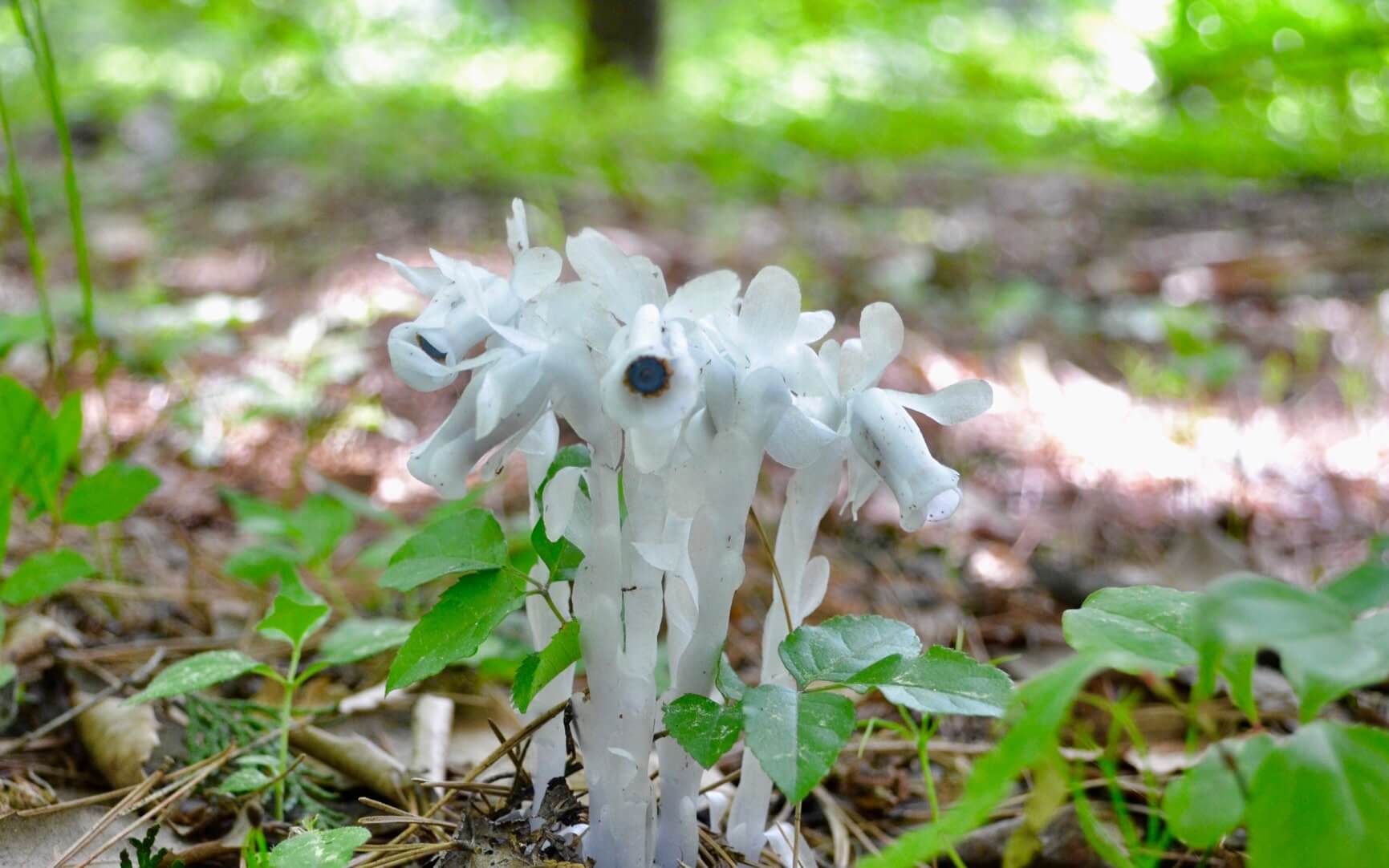 ギンリョウソウとは 菌に 憑依 する植物 花言葉に込められた意味とは Greensnap グリーンスナップ