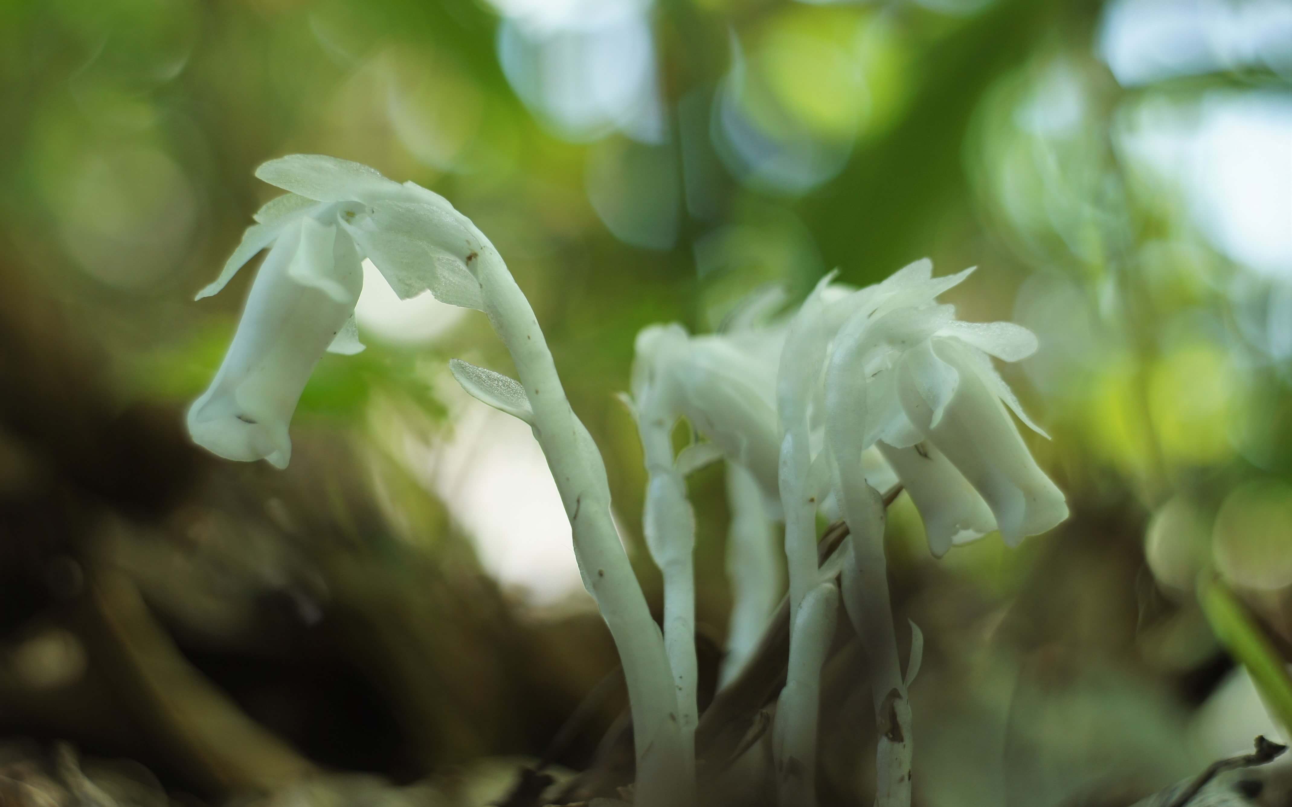 ギンリョウソウとは 菌に 憑依 する植物 花言葉に込められた意味とは Greensnap グリーンスナップ