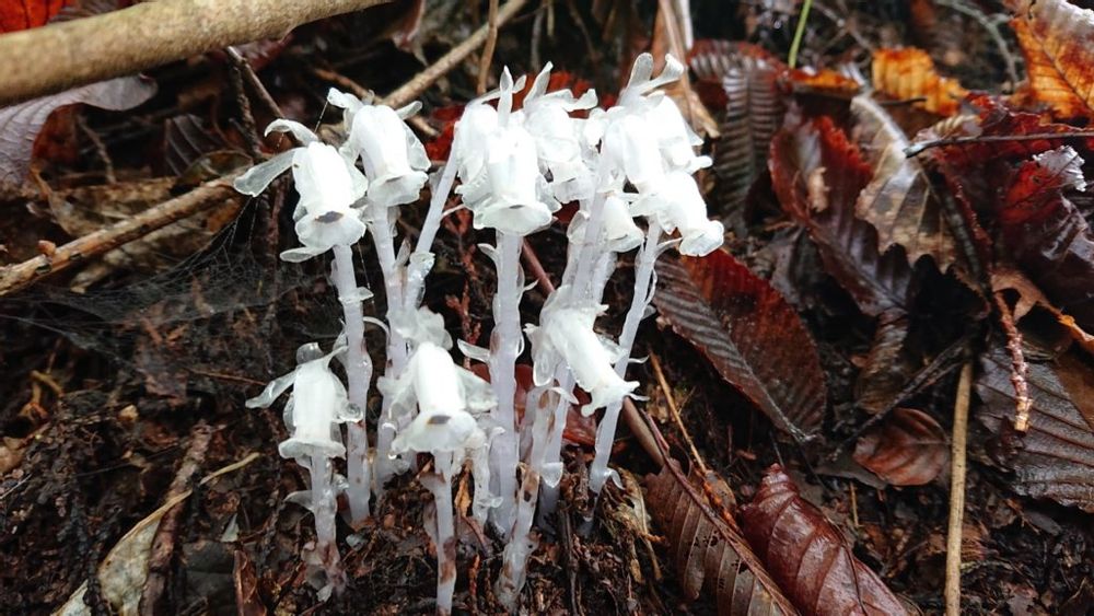 ギンリョウソウ