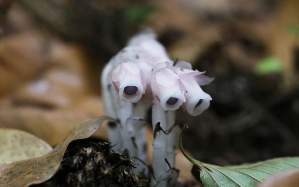 ギンリョウソウ