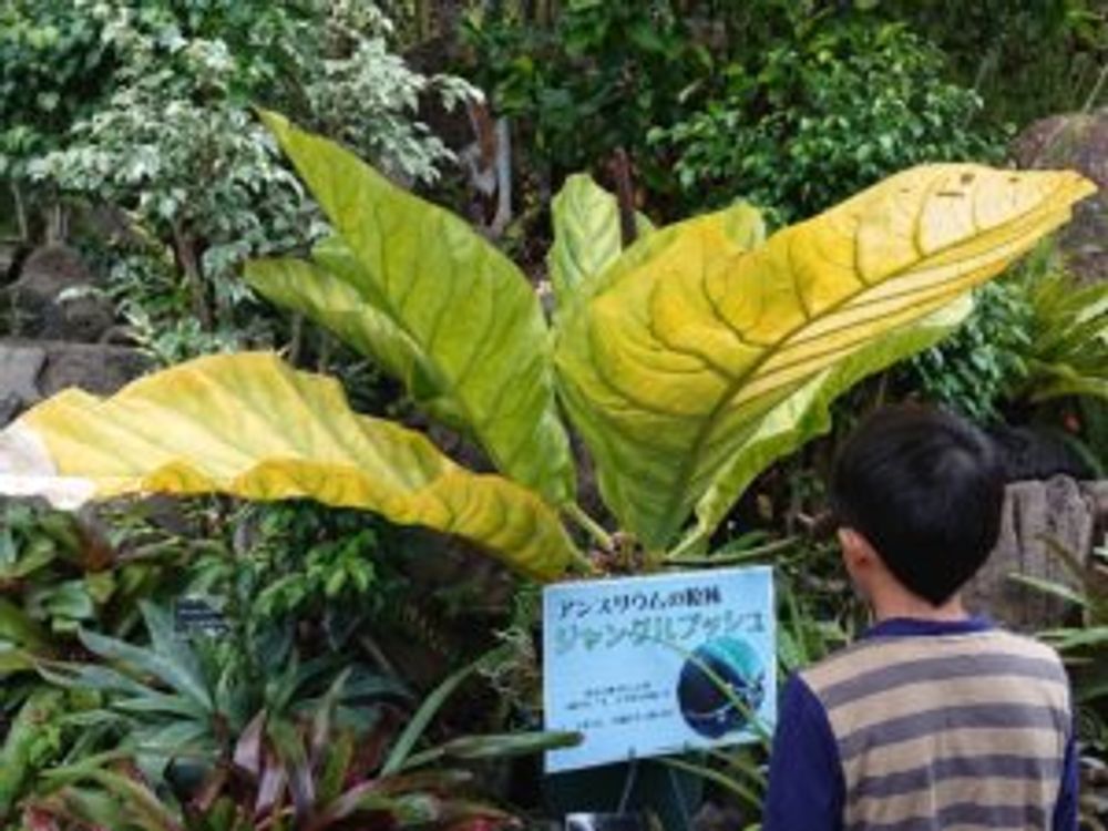 ジャングルキング