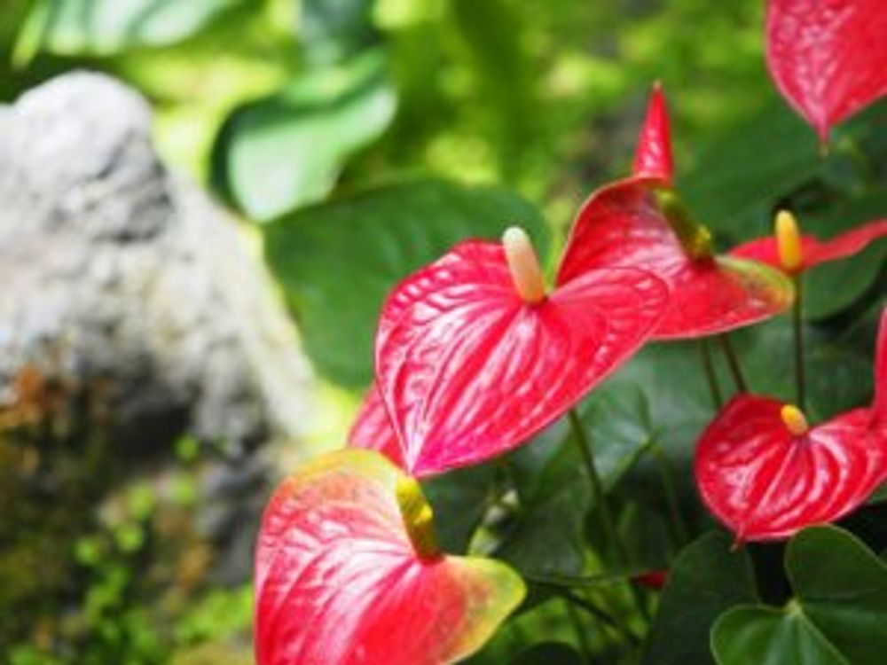 バンビーノレッド