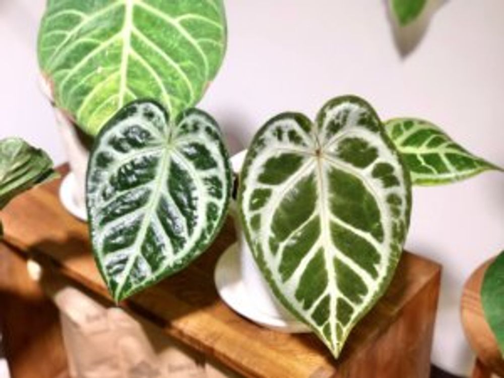 マグニフィカム