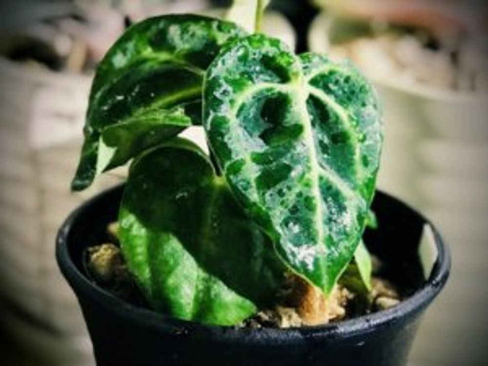 クリスタリナム