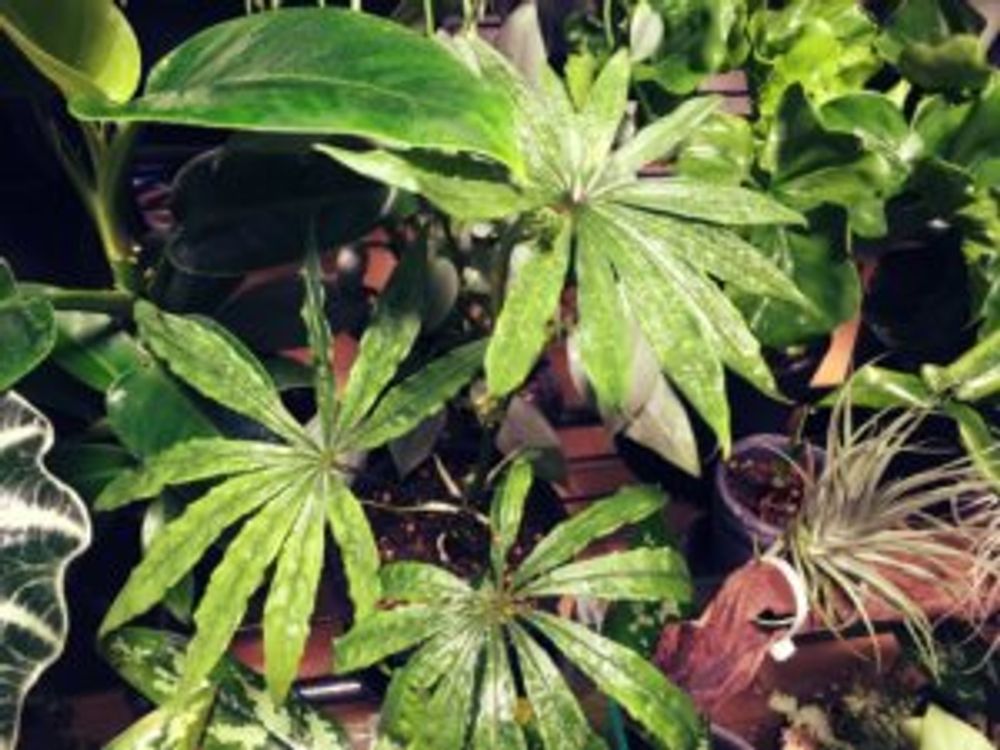 ポリスキスツム