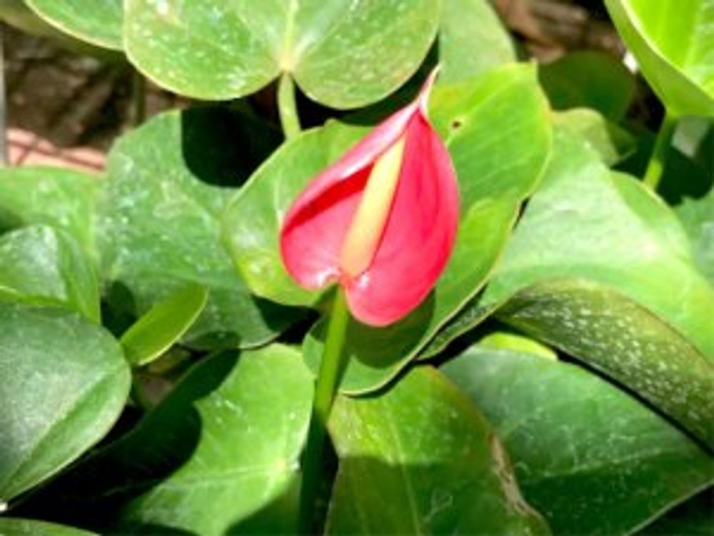 ピンクチャンピオン