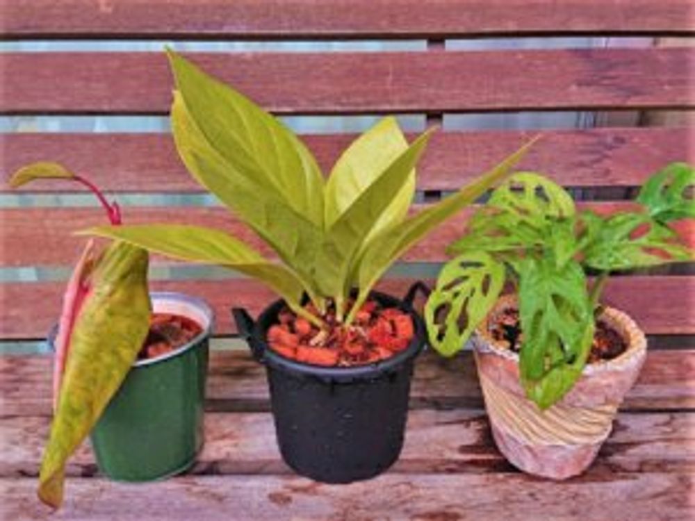 キングオブキング