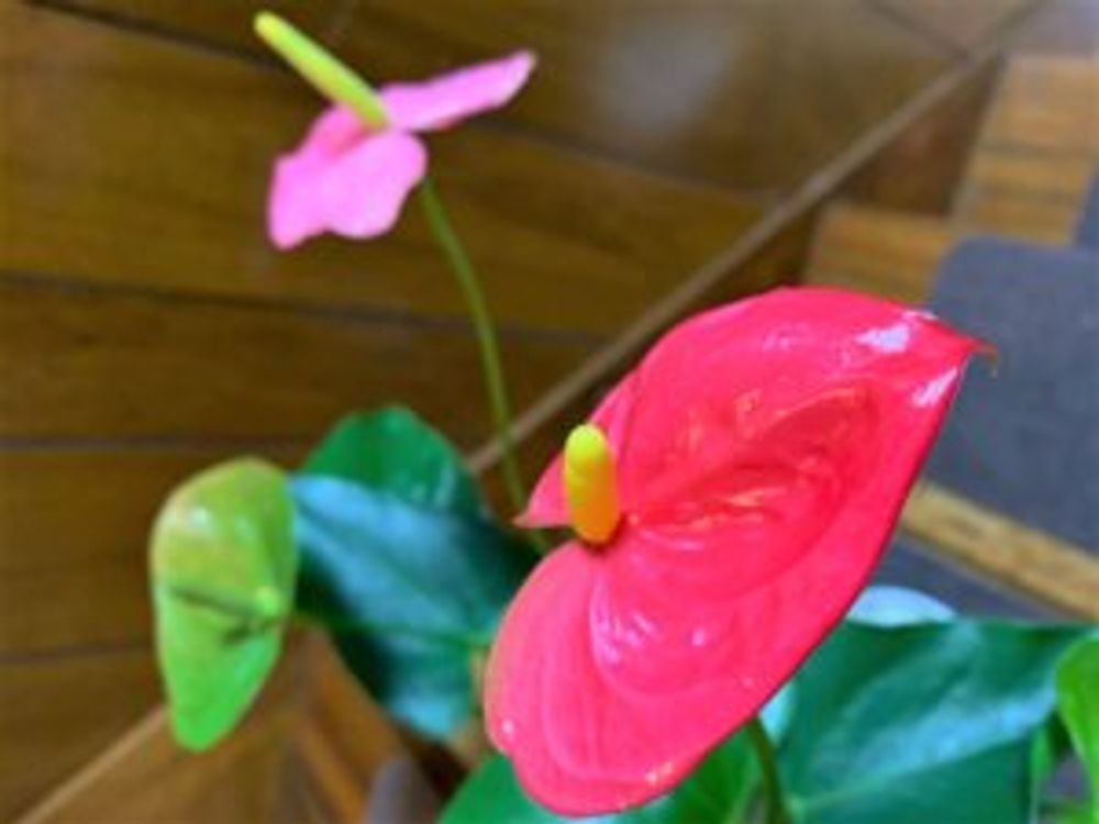 アンドレアナム