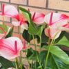 アンスリウムの種類｜人気の品種や育てやすいのはどれ？の画像