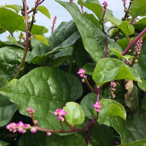 ツルムラサキの栄養 効果 効能や保存方法 旬の時期や選び方は Greensnap グリーンスナップ