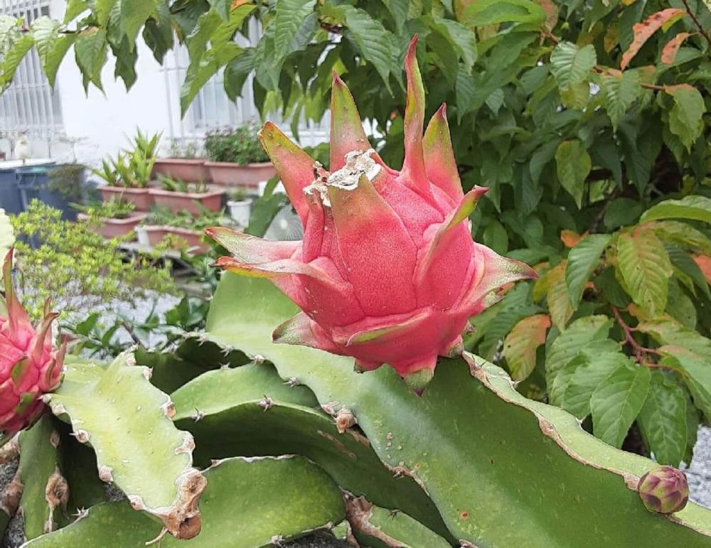 ドラゴンフルーツ