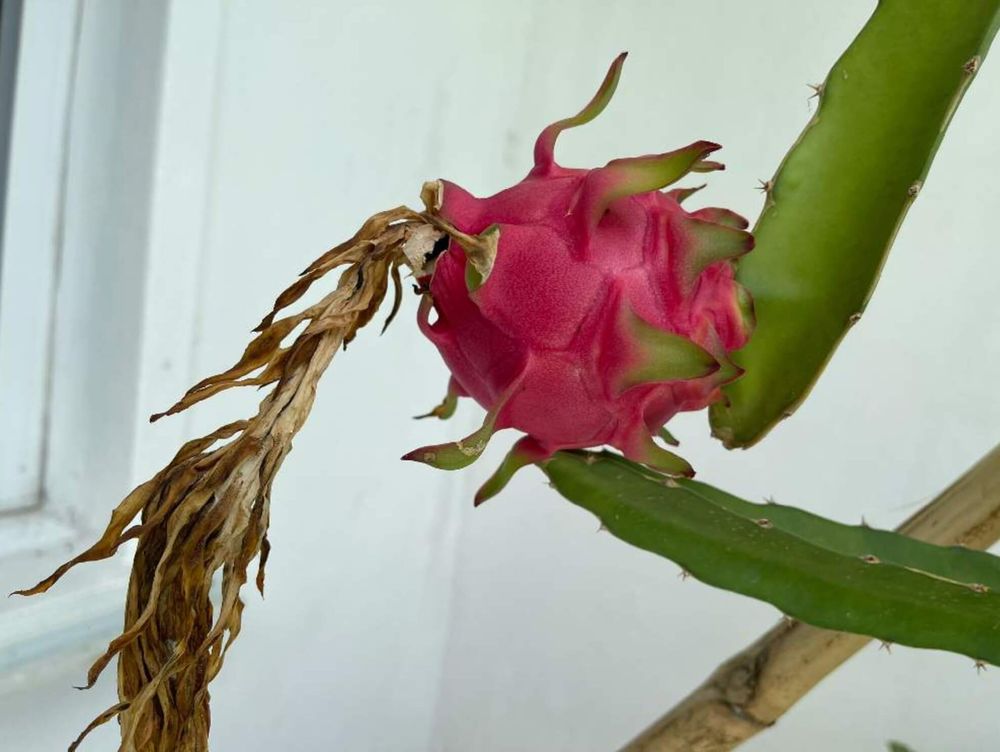 ドラゴンフルーツ