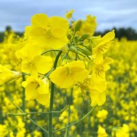 菜の花の栄養｜効果・効能や保存方法、旬の時期や選び方は？の画像