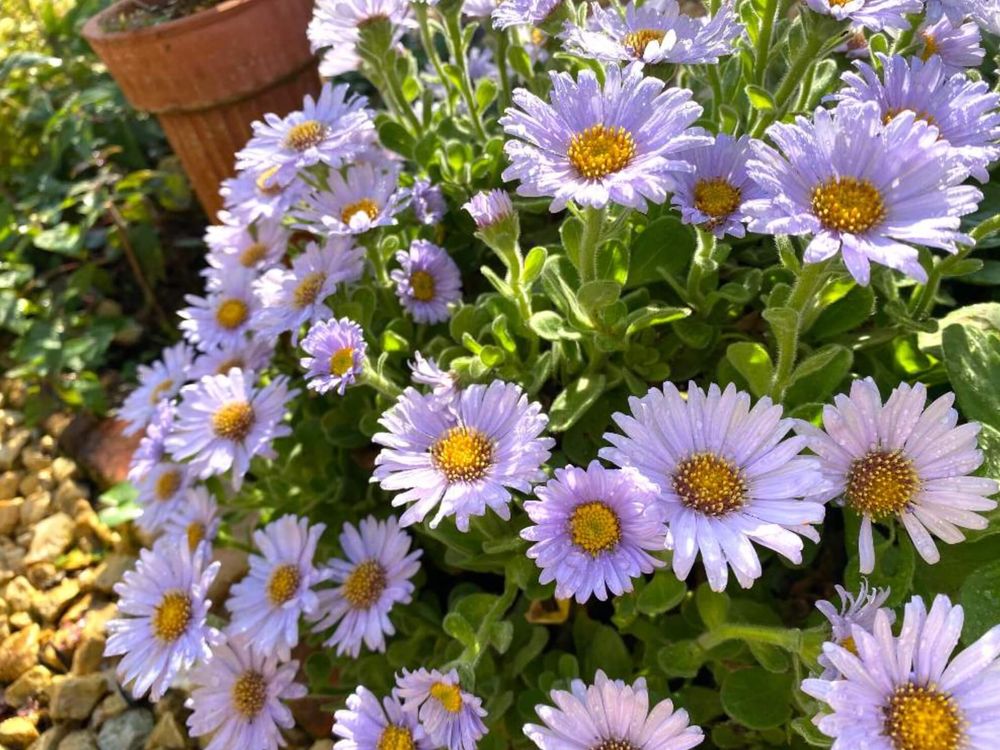 野菊　ダルマギク