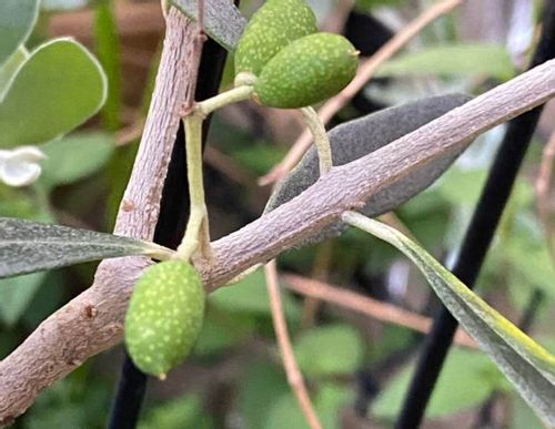 オリーブの害虫や病気の症状や予防 対策は Greensnap グリーンスナップ オリーブの害虫や病気の症状や予防 対策は Greensnap グリーンスナップ